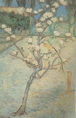 Vincent Van Gogh Blossoming Pear Tree (nn04) China oil painting art